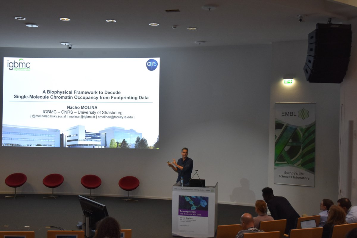EMBLEvents's tweet image. Carrying on with Session 4 on #EMBLSingleMolecule Day 3 🤓💪🏼
➡️ 'Decoding Gene Regulation at the Single-Molecule Level through Biophysical Modeling of DNA Footprinting Data'
🎙️ Nacho Molina – Institute of Genetics and Molecular and Cellular Biology, France