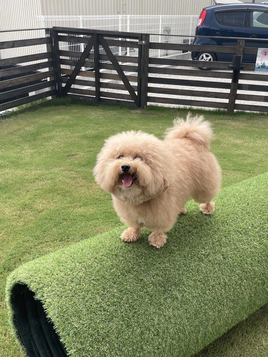 potechi_yade's tweet image. かわ、、