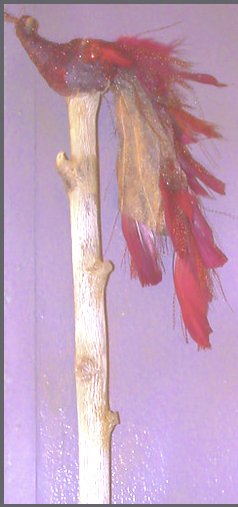 <a href="/VenetiaJane/">VenetiaJane's Garden</a> made 2 shaman tools of rowan wood, 2,20 m long each as guards at the door of my meditation room