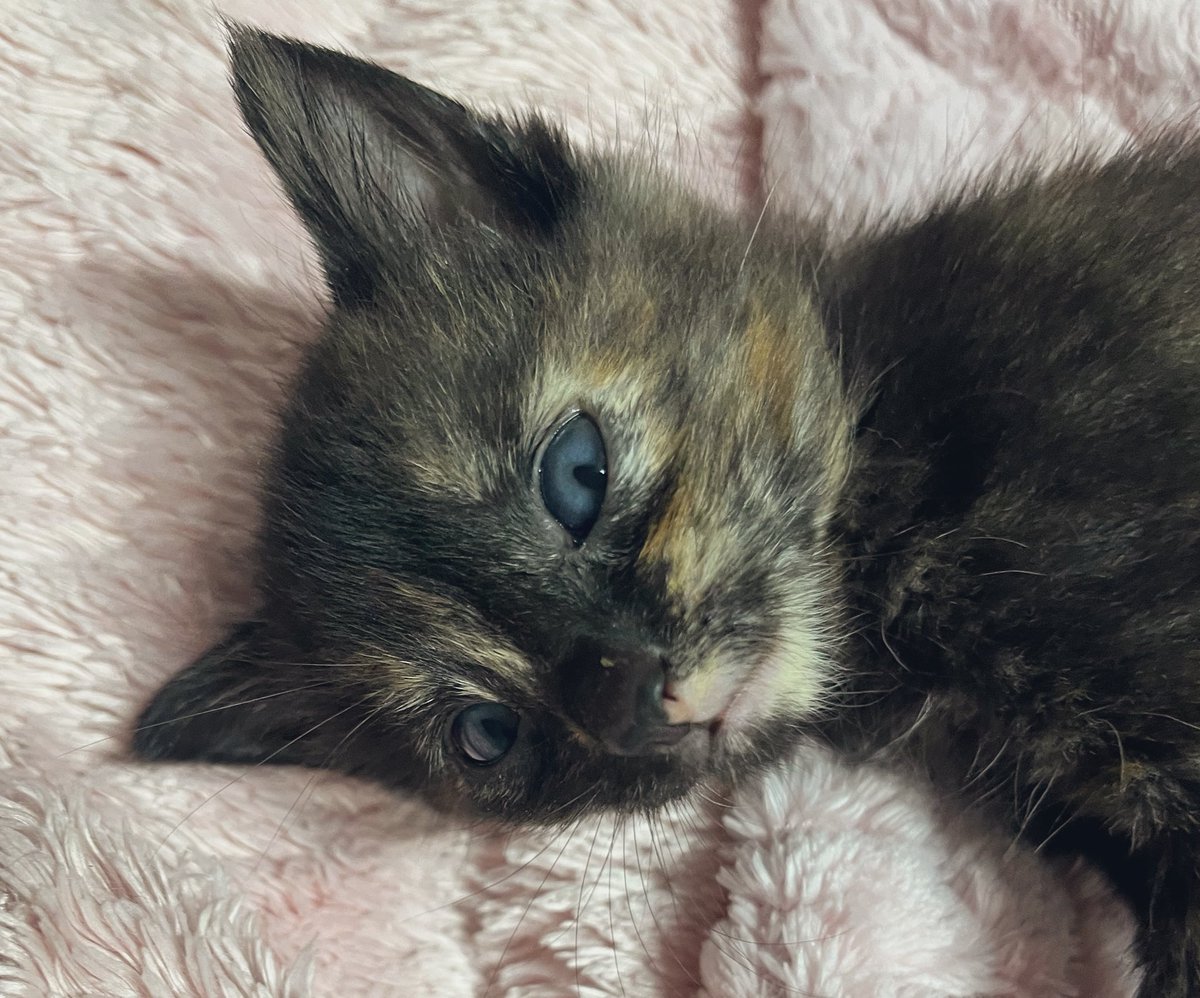 Foster_Fluff's tweet image. This little girl is either on or off. There’s no in between. Here she is activating off mode. #Kerry #kittens #CatsOfX #CatsOfTwitter