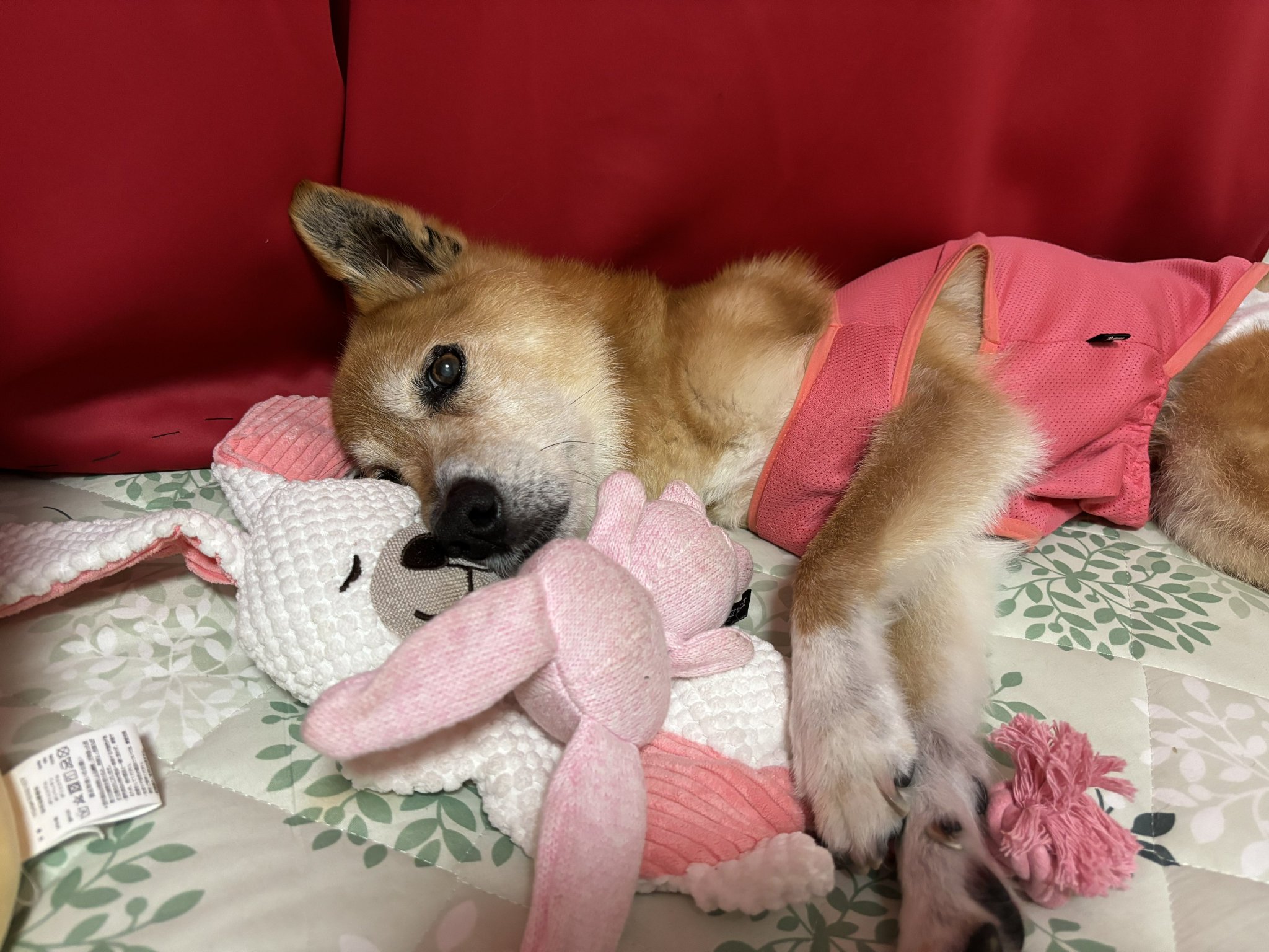 さくらんぼ on X: 
