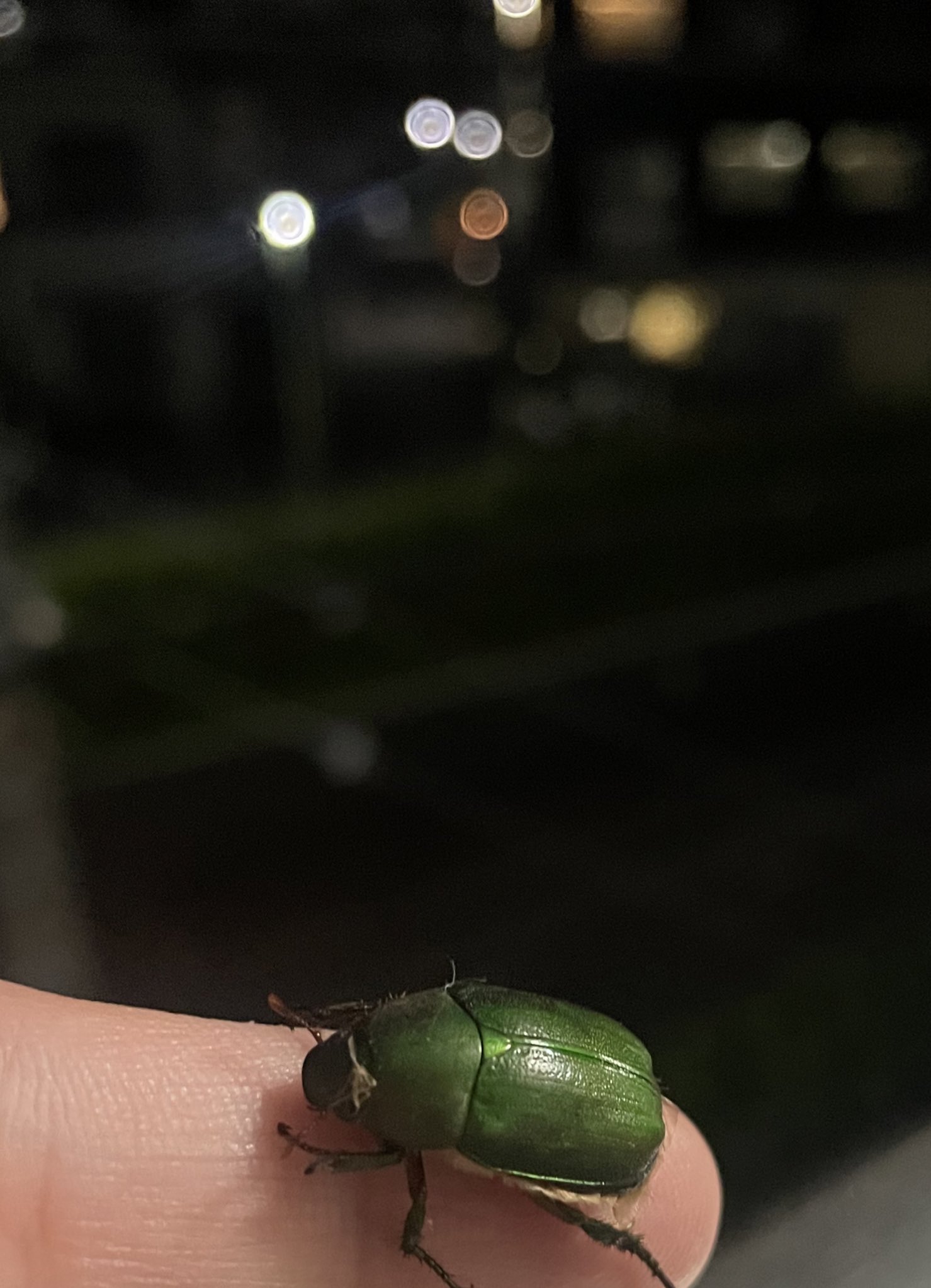 カナブンページ 成虫 - クワガタ横丁