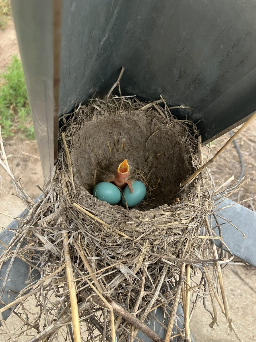 ChrisCullan1's tweet image. Bird nest on a center pivot