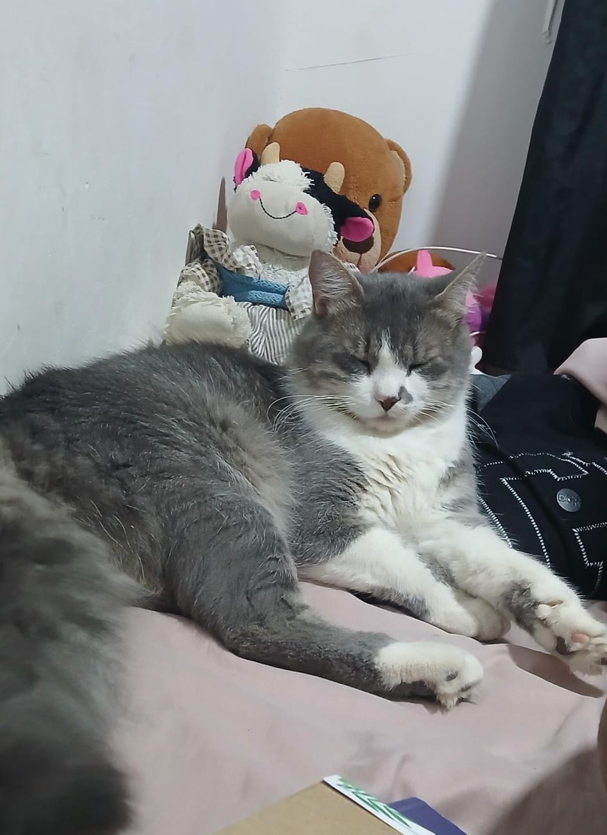 comunicandobel's tweet photo. Me llamo tokio y me perdí, no tengo collar y estoy gordito, si alguien me ve porfavor avisar a este numero 301 4820709, no me dejo agarrar y si me van a coger tiene que ser con una sábana por que soy agresivo con la gente que no conozco.
Belén rincón, villa verde #MascotaPerdida https://t.co/uD2DCOSQ0W