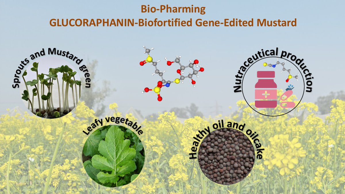BRIC-NIPGR has developed the highest Glucoraphanin producing Brassica crop by Gene Editing
Using gene editing-mediated knockout of AOP2 gene family, BRIC-NIPGR researchers have developed oilseed mustard with the highest level of Glucoraphanin known so far-
doi.org/10.1111/pbi.70…