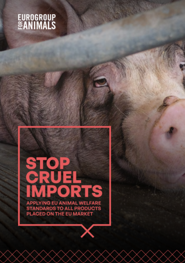 AnimalPolicyInt's tweet image. 🇪🇺 The EU&apos;s animal welfare laws are being revised - now is the moment to stop fuelling animal suffering abroad through imports

A new @Act4AnimalsEU report shows this is legally feasible and would have a significantly positive impact 

👉 bit.ly/3U3DTKJ
#StopCruelImports