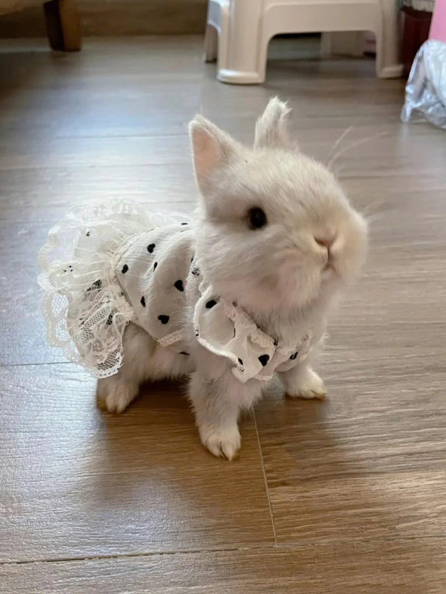 Why you should have a rabbit tweet media