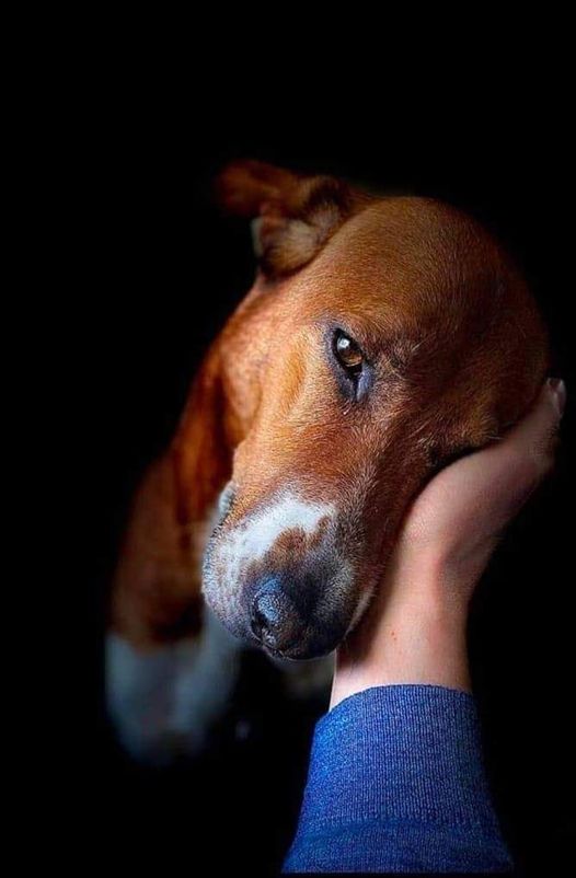 LauraDeLuca111's tweet photo. Amare gli animali va bene, PERO'.....https://t.co/pC0nBm4bAR https://t.co/5fKpXvmHKI