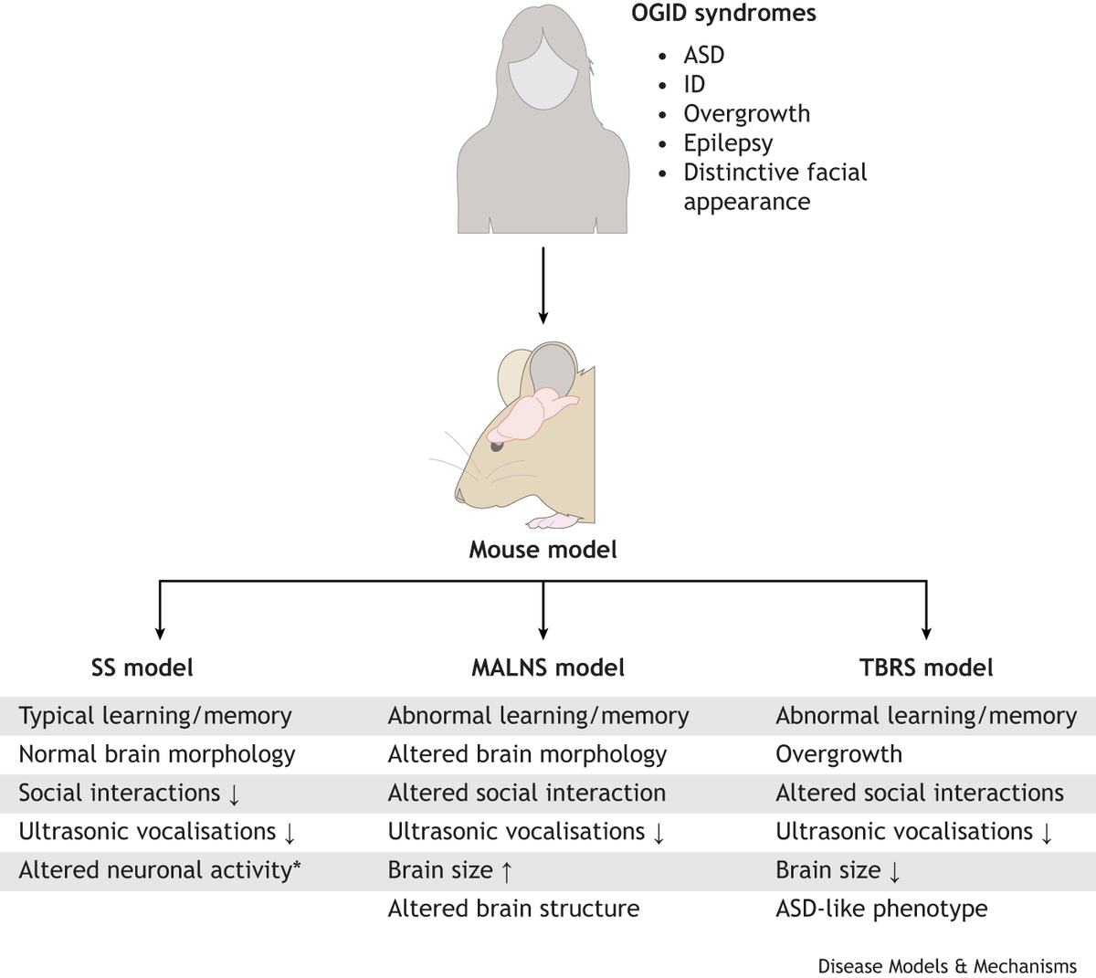 DMM_Journal's tweet image. Atterton & co discuss the biology of certain overgrowth-intellectual disability disorders & explore future approaches to ameliorate some of the unmet clinical needs of patients with #OGID.
doi.org/10.1242/dmm.05…
#SotosSyndrome #MalanSyndrome #TattonBrownRahmanSyndrome