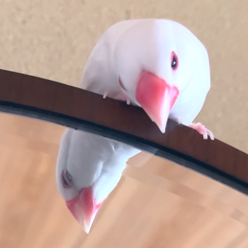shiroro1126's tweet image. 鏡を見てるかと思いきや…
片目、閉じてる