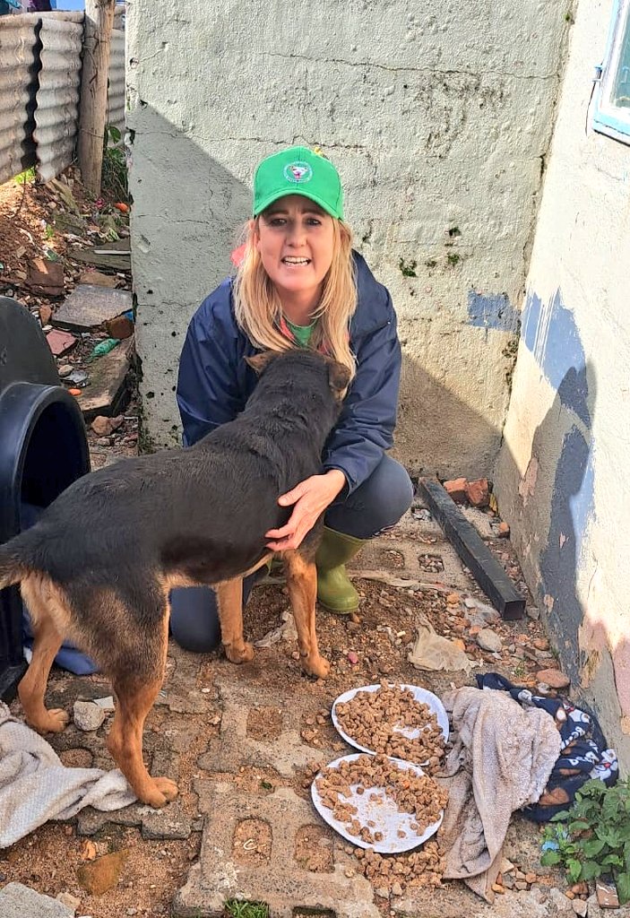 lolsielove's tweet image. Rex one of my favourite doggies that we feed on Sundays.
Please support me if you can. Have a blessed and beautiful day🩷