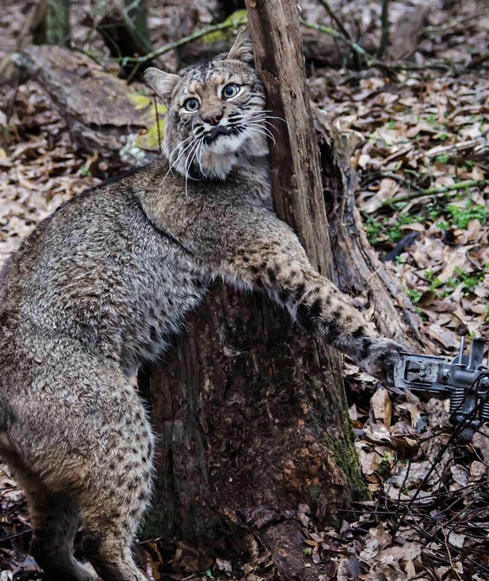 A reminder that trappers are SCUM!!! 😡