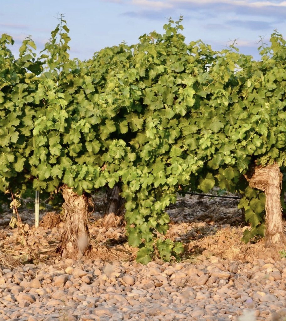Así luce agosto entre viñas y cantos rodados.
¡La vendimia se va acercando! ⏳
