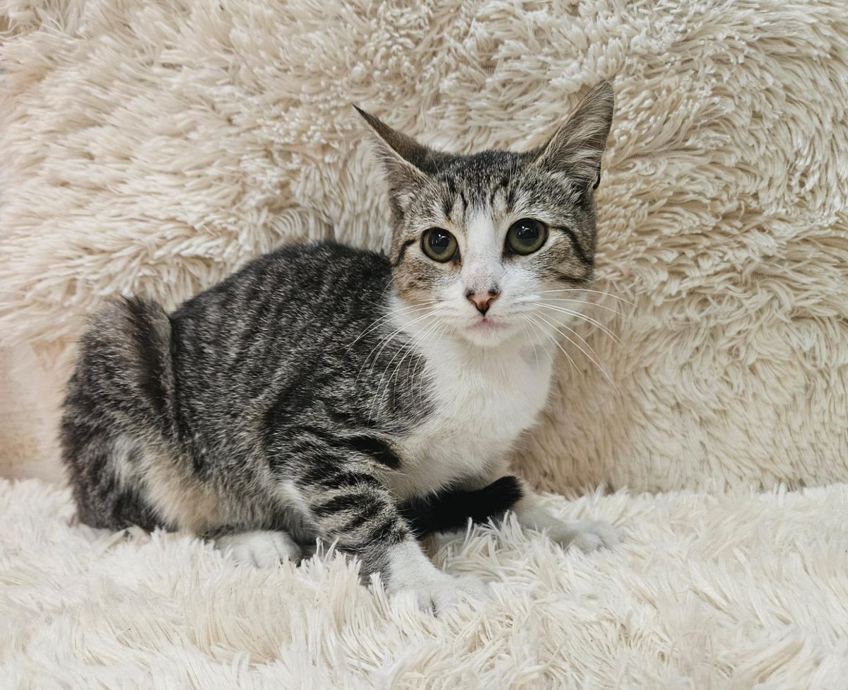 ¡ADOPCIÓN DE MILA! 🏡✨

Nuestra querida Mila ha encontrado un hogar lleno de cariño junto a la Sra. Rebeca Sotelo, quien a partir de ahora será su compañera de vida.