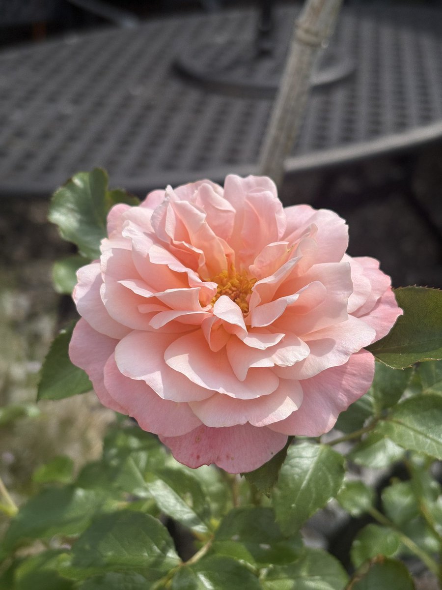 Angel Jay - Martyr Witch tweet media