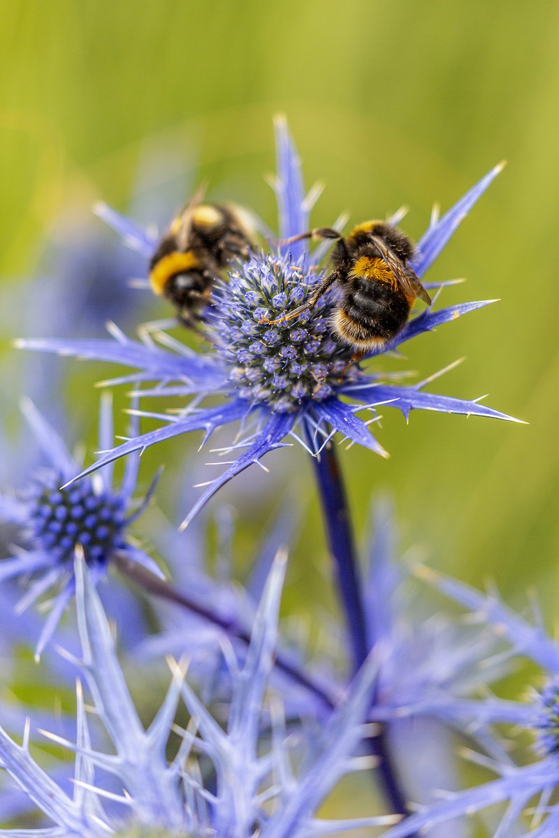 garden_aspire's tweet image. Two busy bumblebees, drawn to the shimmering blue of Eryngium (sea holly) — a haven of late-summer nectar.
With its spiky elegance, this perennial is a pollinator favourite.
#InsectThursday #bumblebee #FlowersOnX