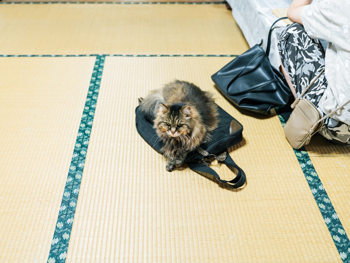 tnkrkkr's tweet image. バッグはちゃんとかけておかないとベッドになります。