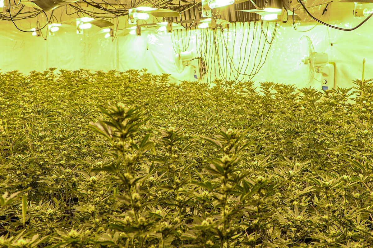 WestYorksPolice's tweet image. Two men have been charged after police executed a warrant at a business premises on Station Road, Wyke yesterday (16 July)
Officers discovered a large cannabis farm with around 3000 plants in.
Read more here: westyorkshire.police.uk/news-appeals/t…