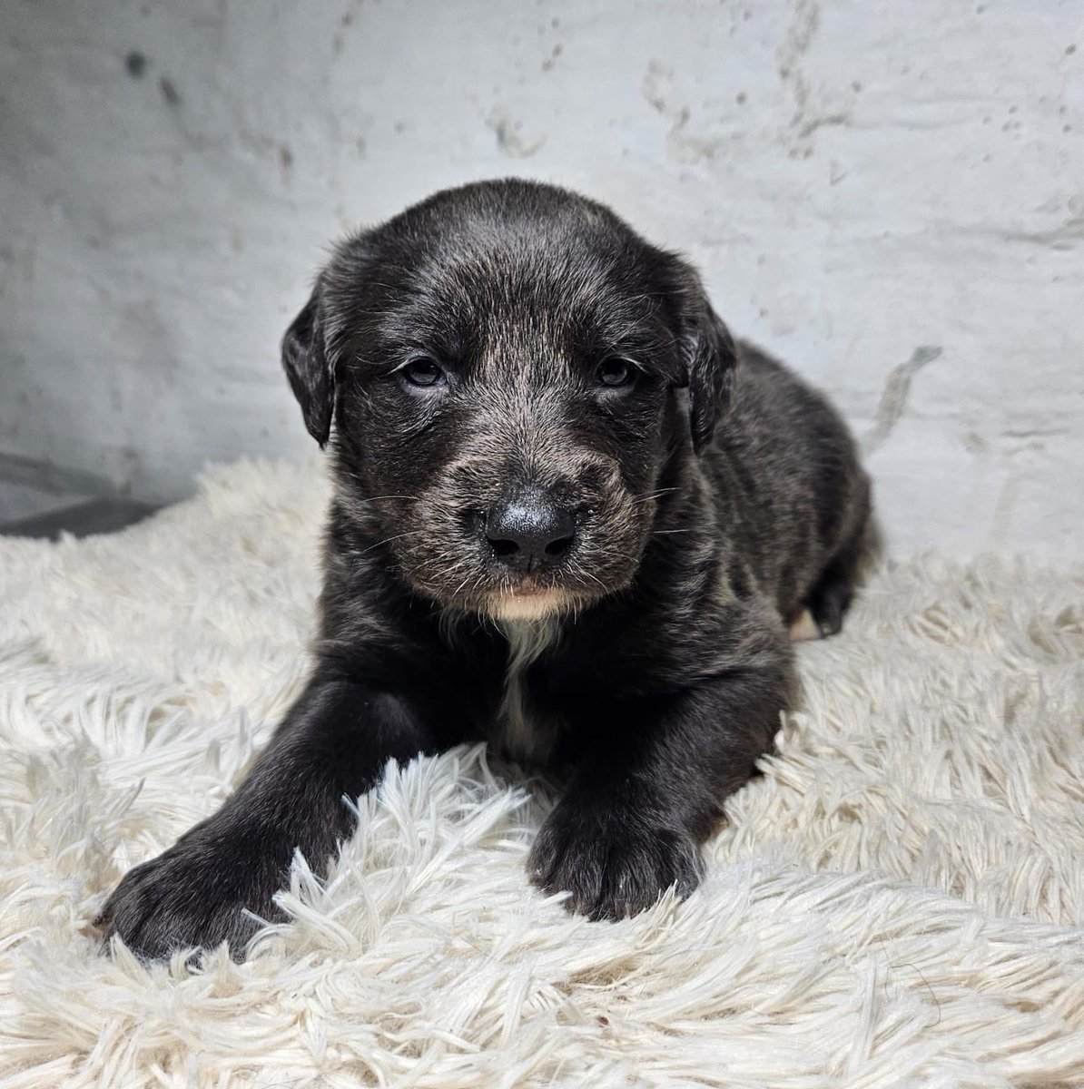 🐾 ¡KIBA YA TIENE HOGAR! 🏡💙

Nos alegra compartir que Kiba ha sido adoptado por la Sra. Romyna Guillen, quien a partir de hoy le brindará un entorno lleno de cuidados y amor.