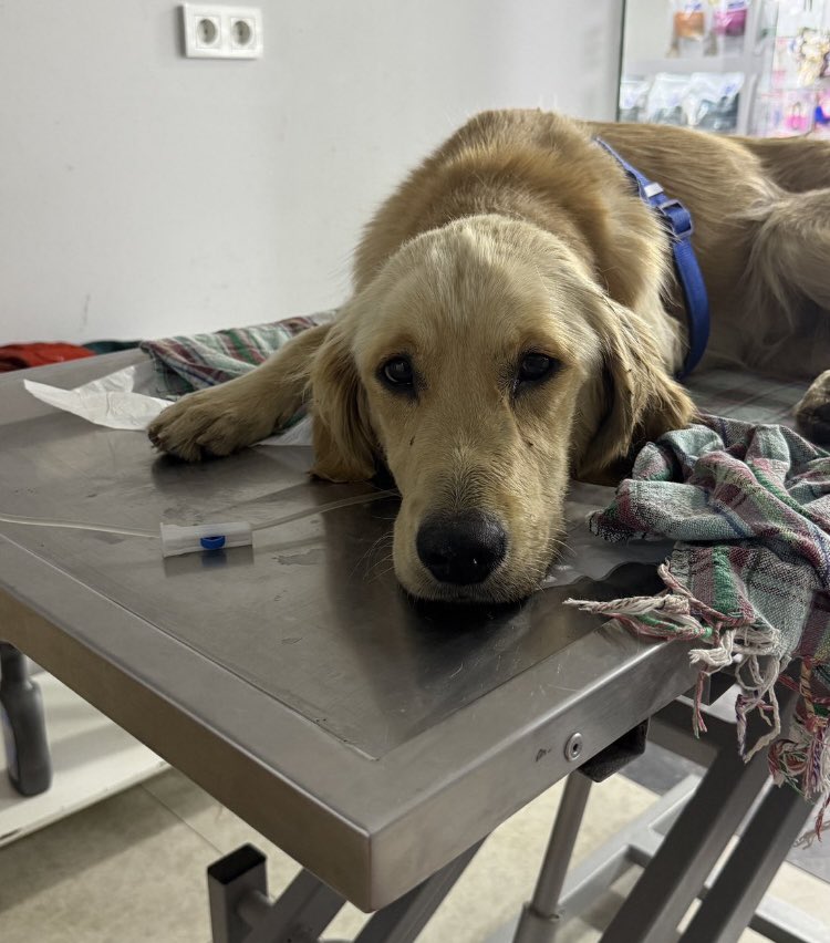 Ares’i kaybetmişiz😔
Çok çok üzgün ve öfkeliyiz;

Şu güzel gülüş, sadece “var” olduğu için, hepimize ait dünyada biraz serinlemek istediği için denize girdi diye şikayet edildiğinden barınağa hapsedildiği on günlük süre içinde parvo kapıp iyileşemediğinden söndürüldü!

Şu güzelim