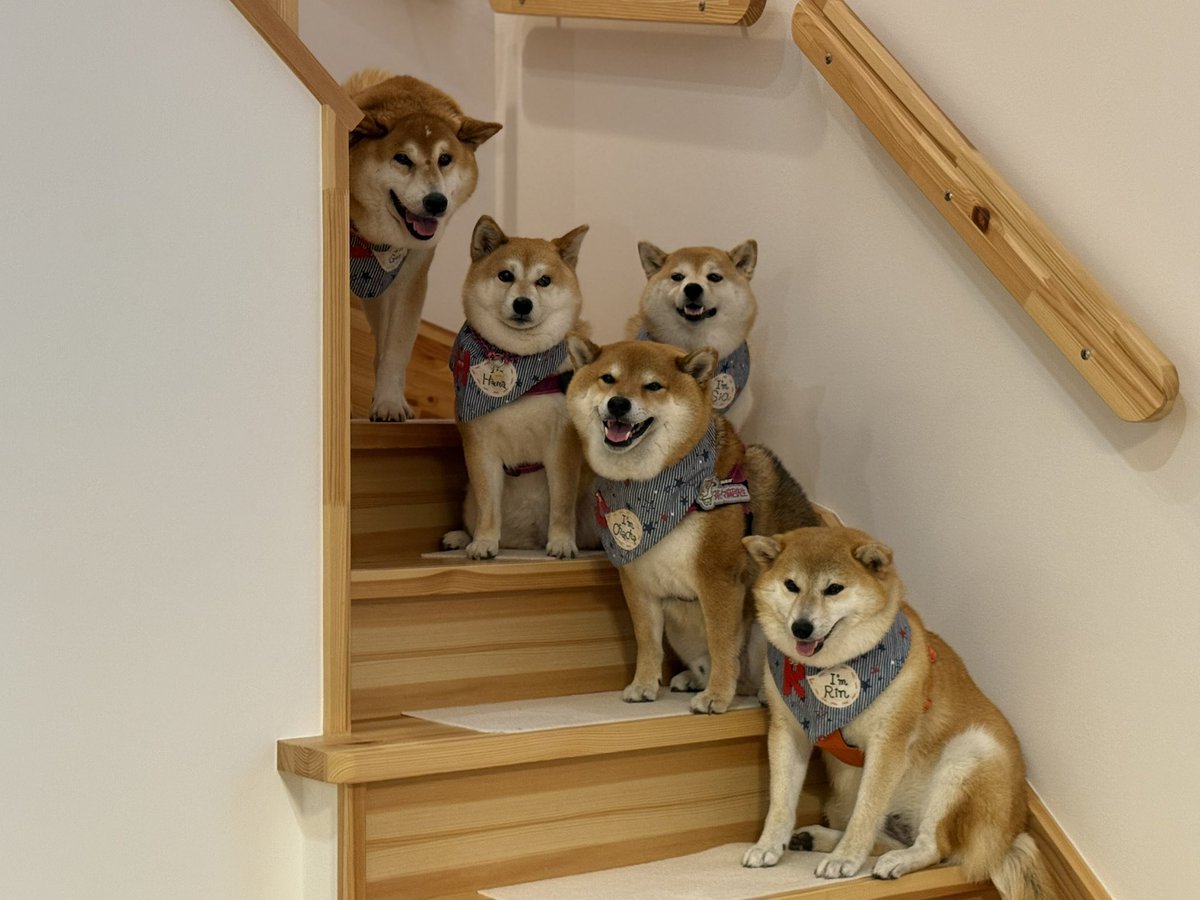 chachamarock's tweet image. だいぶ前のお友達の家で
桃スイーツを食べた時の階段柴

#柴犬