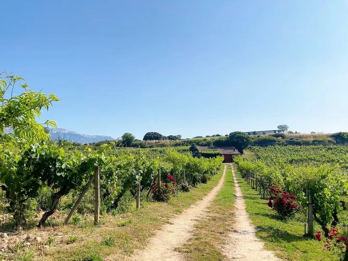 IMTAOFFICIAL's tweet image. Mountain Flavors in #Spain: A Toast to Wines from Steep Slopes🍷🍇
Among the many unforgettable experiences in mountain travel across #Spain, one stands out for its quiet, enduring charm—the rich wine culture nurtured on steep hillsides.
When you journey through Spain’s…