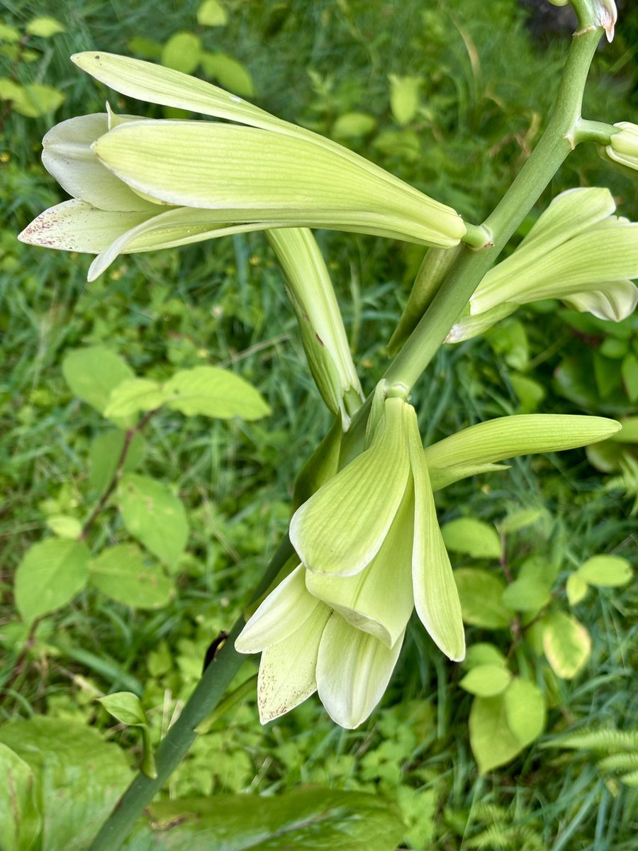 ThreeKingdoms_w's tweet image. 今日も恒例の公園ウォーキング。
出会った花はウバユリ。
花言葉は「無垢」「純潔」「威厳」とのこと。
名前の由来は、花が咲く頃には葉が枯れて無くなることから歯が無い姥に例えられたそうです。上手いこと言いますね☺️
#ウバユリ