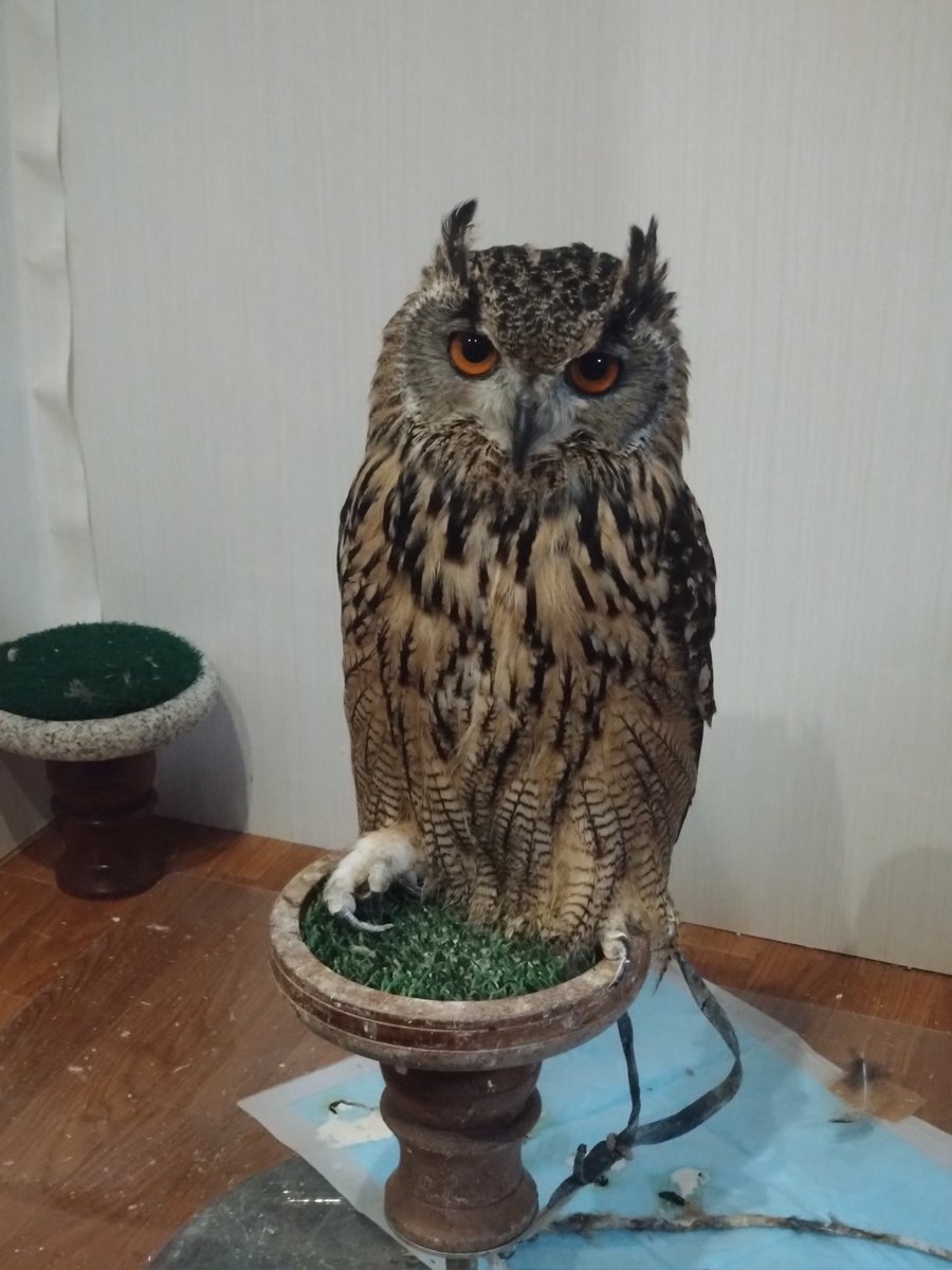 9999Technology's tweet image. 流石だわ、ペイコー！丸台に座るとは！
