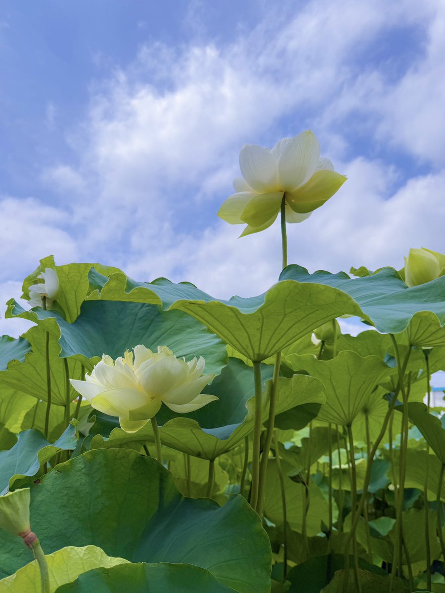 AK52008210's tweet image. こんばんは✨
古代蓮の里にて
白い蓮の花🤍𓈒𓂂𓏸
2025/07/13
今日も一日お疲れ様でした
.☪*゚
#TLを花でいっぱいにしよう