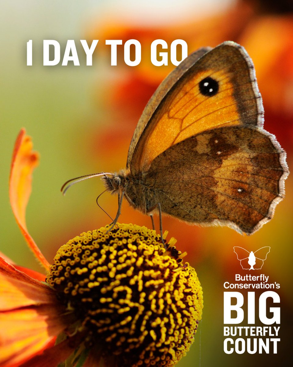 The Gatekeeper took the top spot in last year’s Big Butterfly Count with 190,413 records 🥇

Will it be number 1 again this year? Find out by taking part in the #BigButterflyCount from tomorrow!

Get ready 👉 bigbutterflycount.org

📷: Liam Richardson