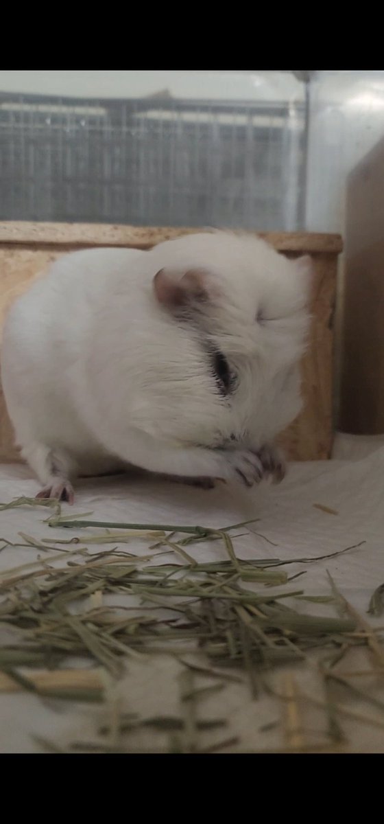 ppikkuduck's tweet image. 벅벅

#기니피그 #guineapig #モルモット