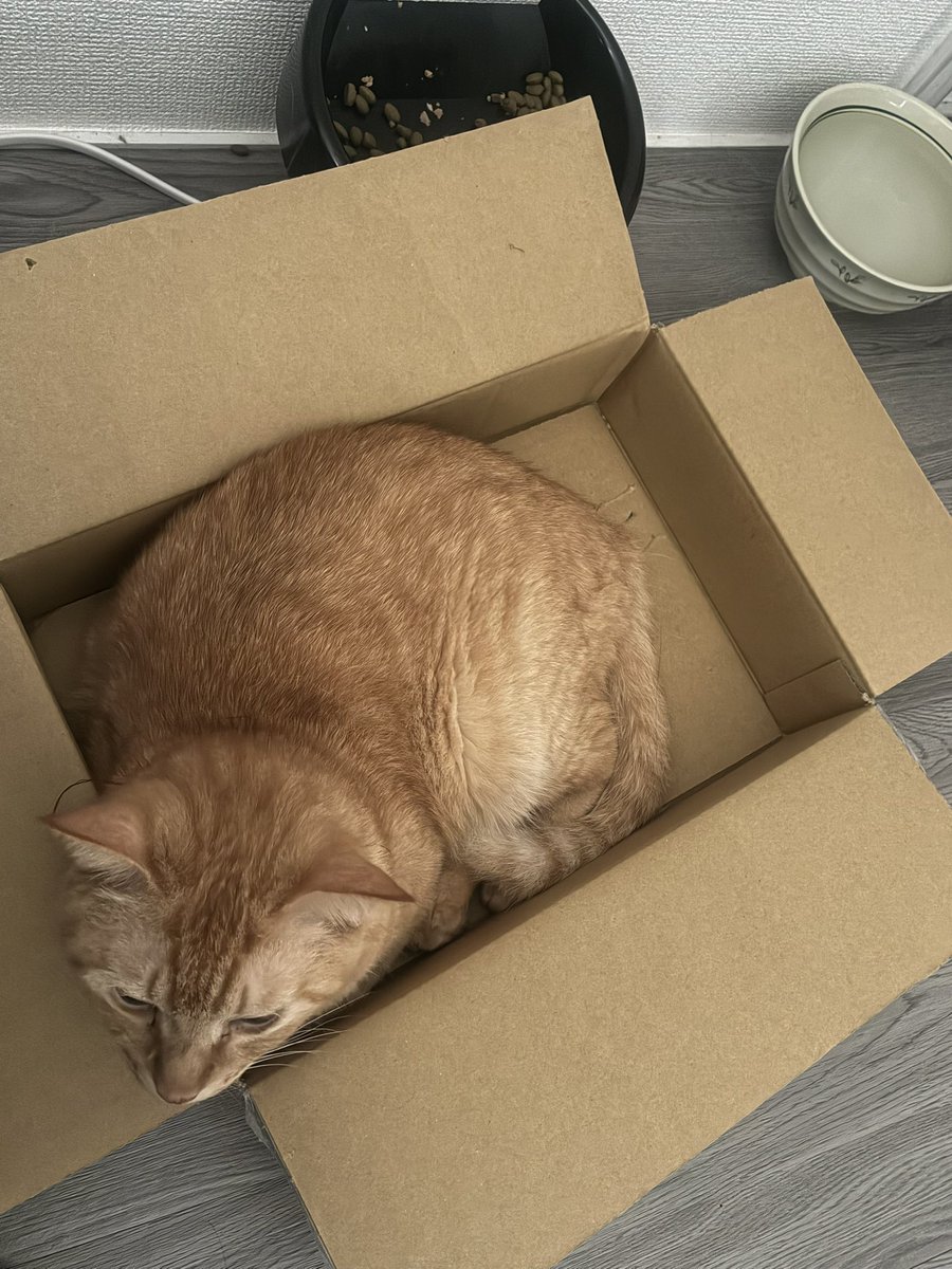 Layla_keyb's tweet image. ヘッドフォンつけて目を瞑って、知らない曲をひたすら聴いてたら寝落ちしてた。

起きたら、オモチャにしてるダンボールごと移動してて食っちゃ寝出来る夢の空間作り出してた