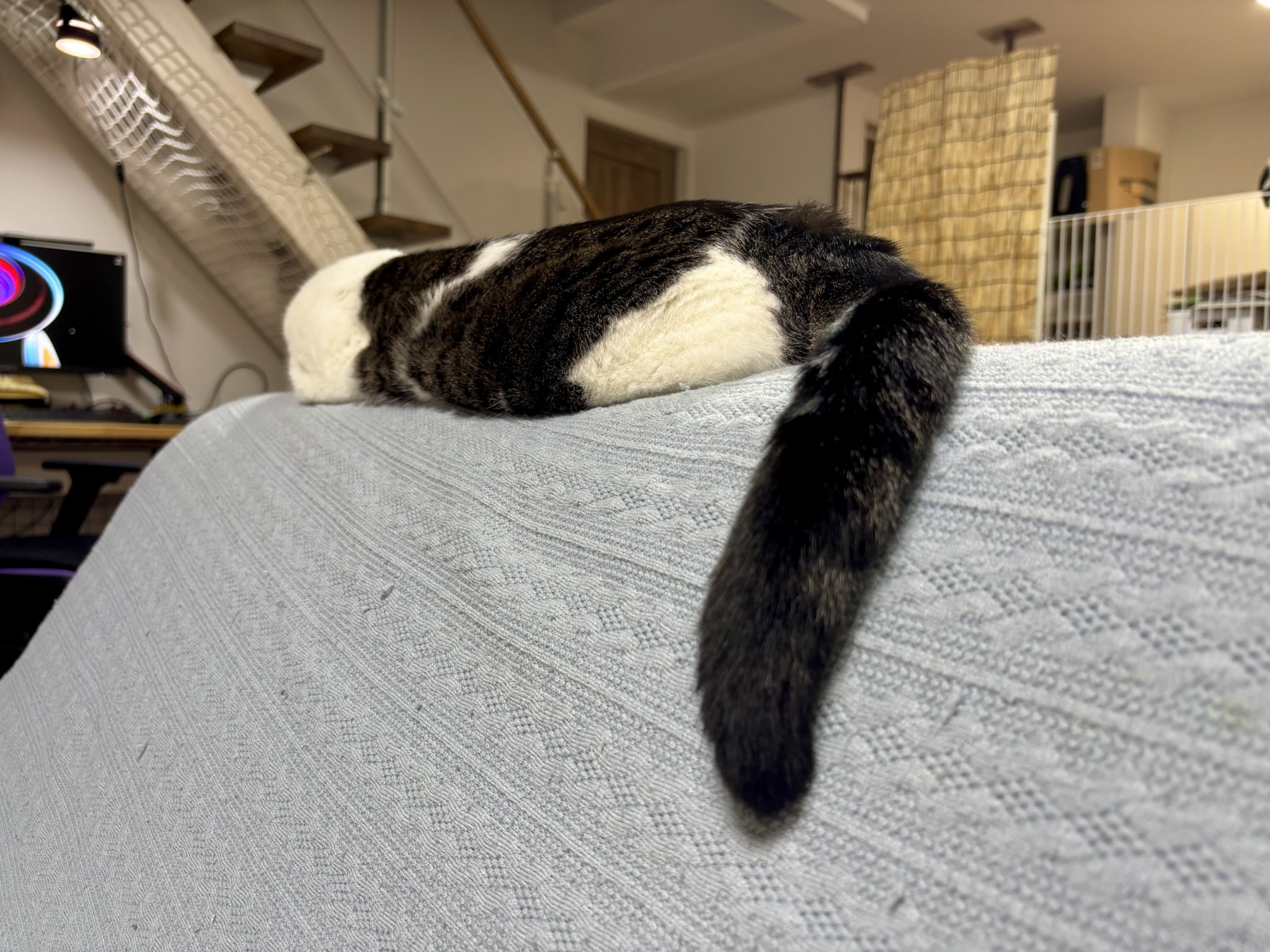 猫のしお🧂むすび🍙、飼い主はろで on X: 