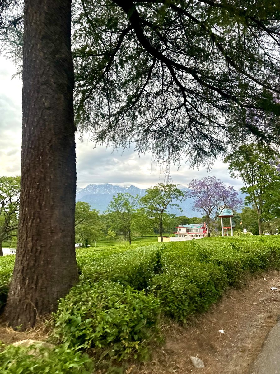 nazariyaa__'s tweet image. Some places feel straight out of a dream .. like Palampur tea gardens 🌿✨🏔️