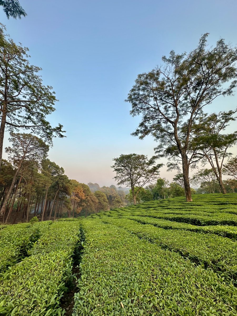 nazariyaa__'s tweet image. Some places feel straight out of a dream .. like Palampur tea gardens 🌿✨🏔️