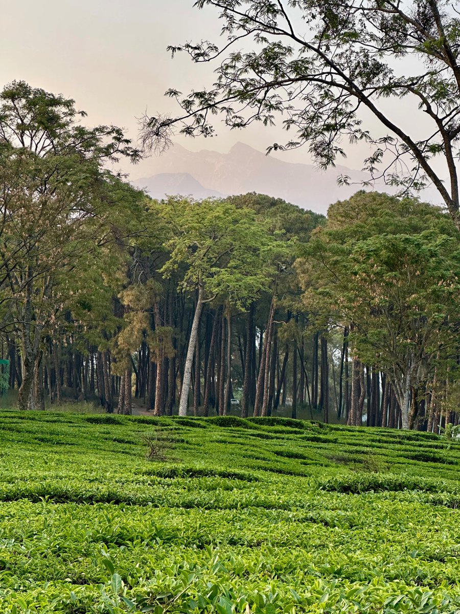 nazariyaa__'s tweet image. Some places feel straight out of a dream .. like Palampur tea gardens 🌿✨🏔️