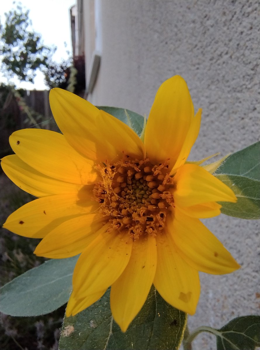 Huw Sayer 🏴󠁧󠁢󠁥󠁮󠁧󠁿 🏴󠁧󠁢󠁷󠁬󠁳󠁿 🇬🇧 🇪🇺 tweet media