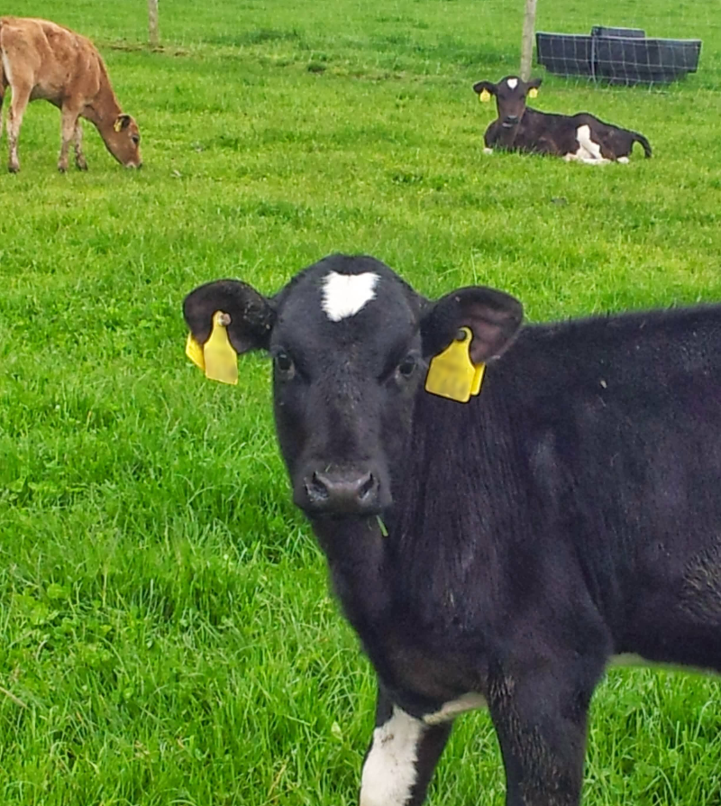 🚨 Livestock movements &amp; Bluetongue rules have changed!

- All of England = restriction zone
- Licence + pre-move test or vax needed for Scotland/Wales
- No moves to NI

Read more&gt;&gt;&gt; bit.ly/3UaXCrD

#BattleBluetongue #CalfHealth #TeamDairy #Bluetongue