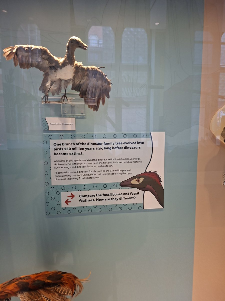 T rex &amp; Velociraptor!