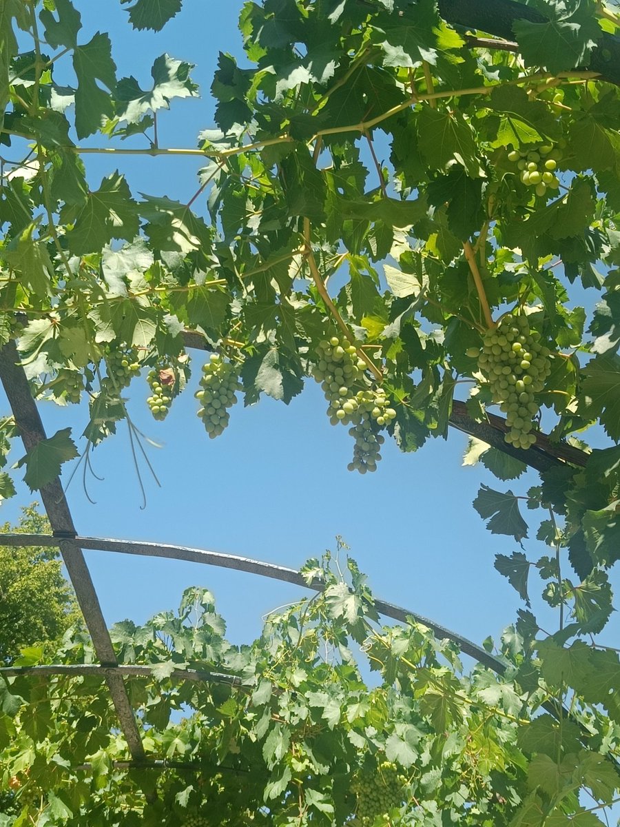 REAL JARDÍN BOTÁNICO tweet media