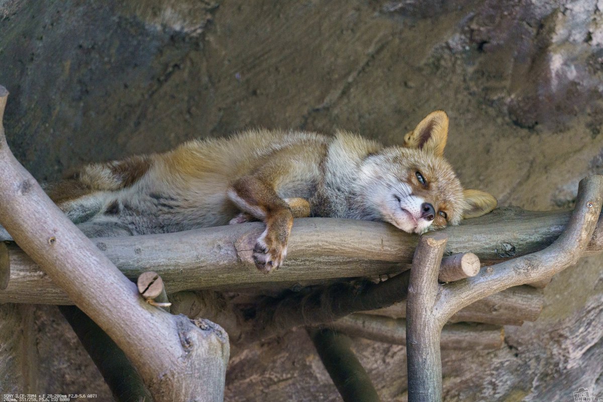ふっかふか 天然物のカラーは 全部違うヤレしてくれるし 純正カラーでも