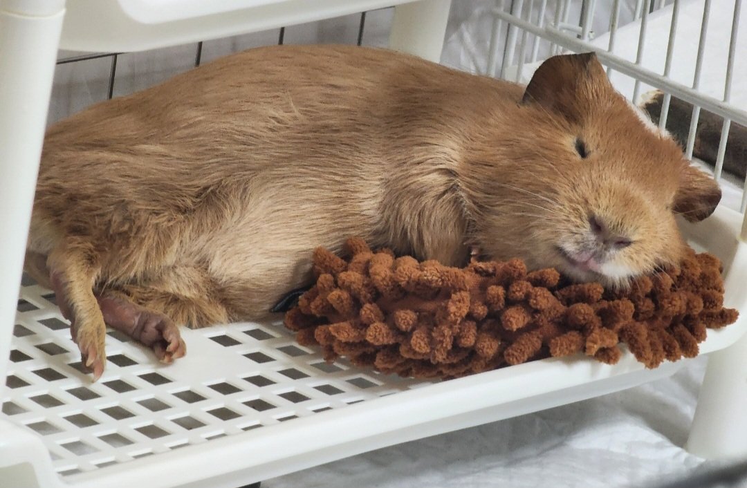 ppikkuduck's tweet image. 기니피그는 잠이 많아

#기니피그 #guineapig #モルモット