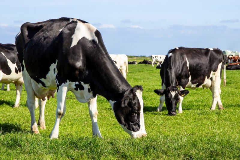 Bluetongue alert! 🦟 Now covers all of England. Watch for signs like fever, milk drop, nasal crust, or teat erosion in cattle.

Read more: bit.ly/4lv8Hjx

#BattleBluetongue #CalfHealth #TeamDairy #Bluetongue