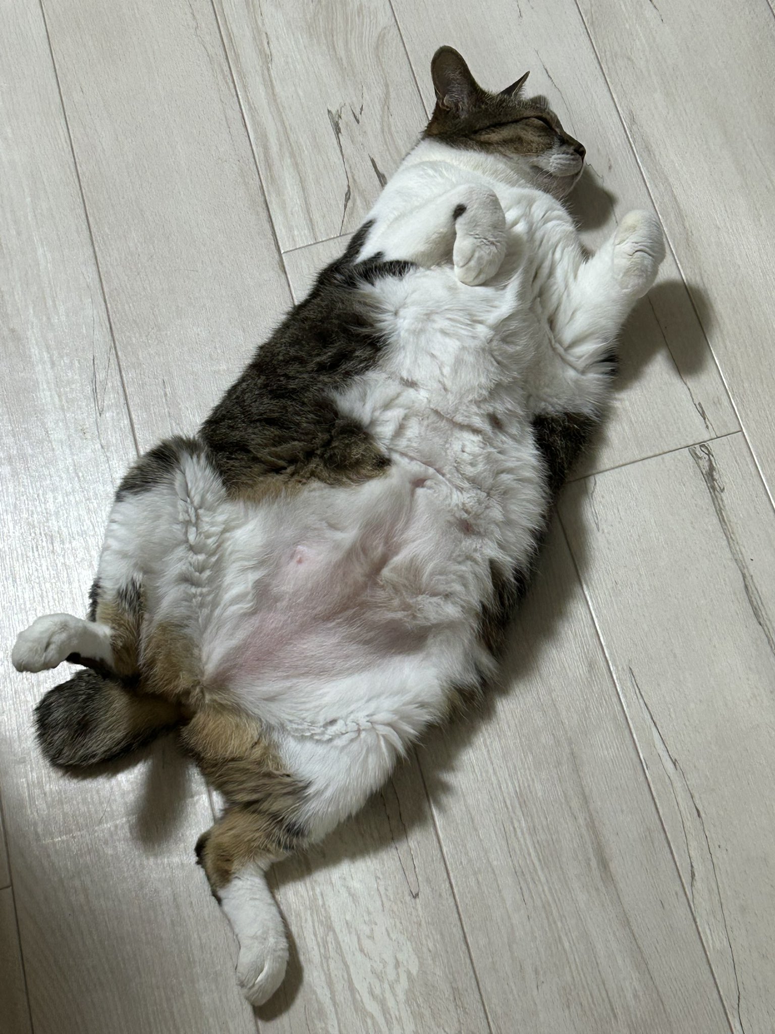 う*す様 うぐいす う*す様 うぐいす様専用