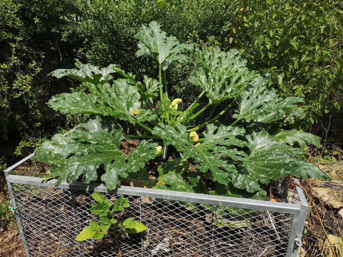 Wilder Garten im Juli: zu viel Regen! das-wilde-gartenblog.de/2025/07/17/wil…