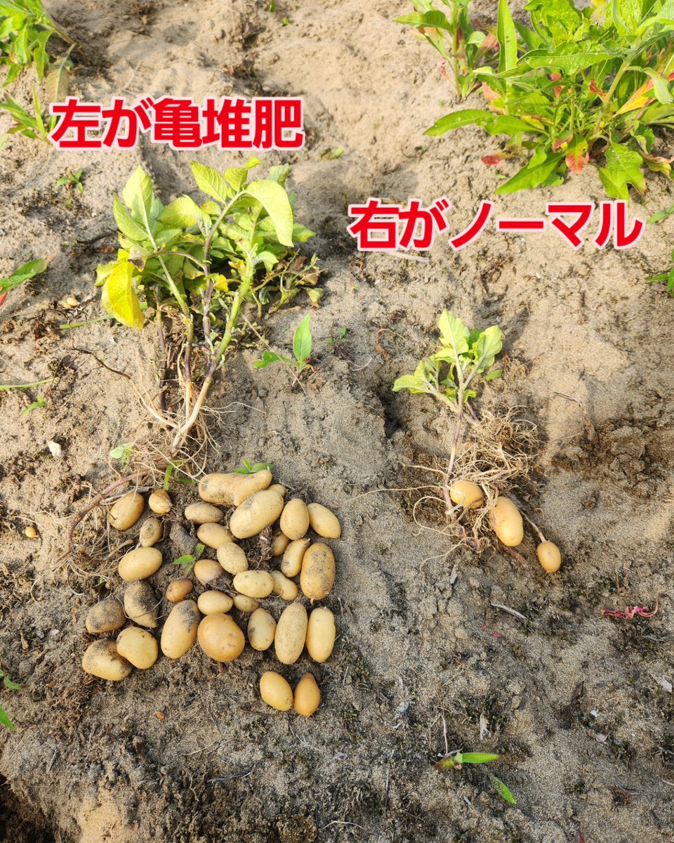 tomoniine's tweet image. 亀堆肥は未来の食糧難を救えるかも！
もっと実験と研究をかさねます。