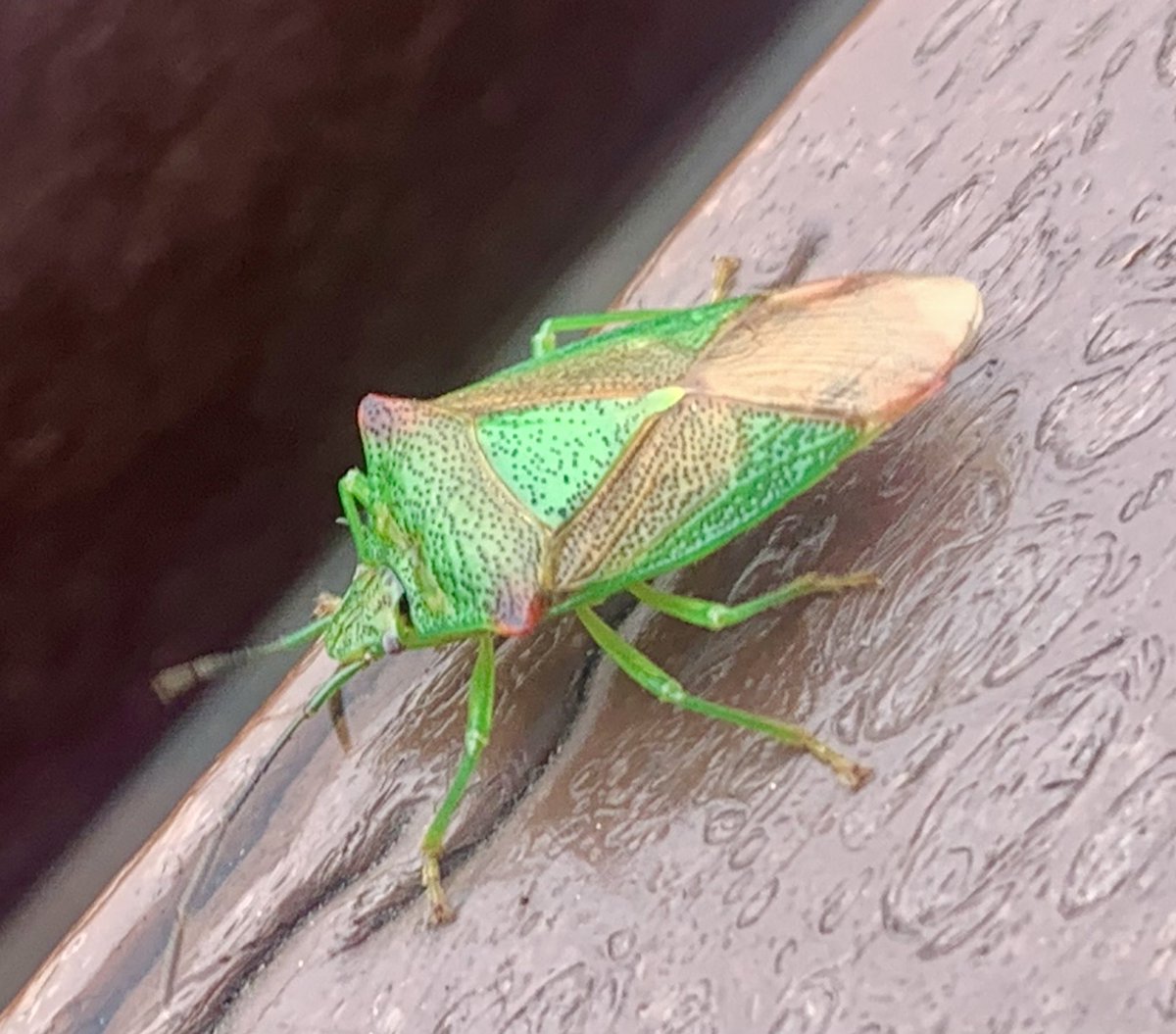 2016industrial's tweet image. I had a little mate sat with my whilst I had my coffee this morning. A colourful little chap he was too 🪲 #coffee #insect #beetle #colours