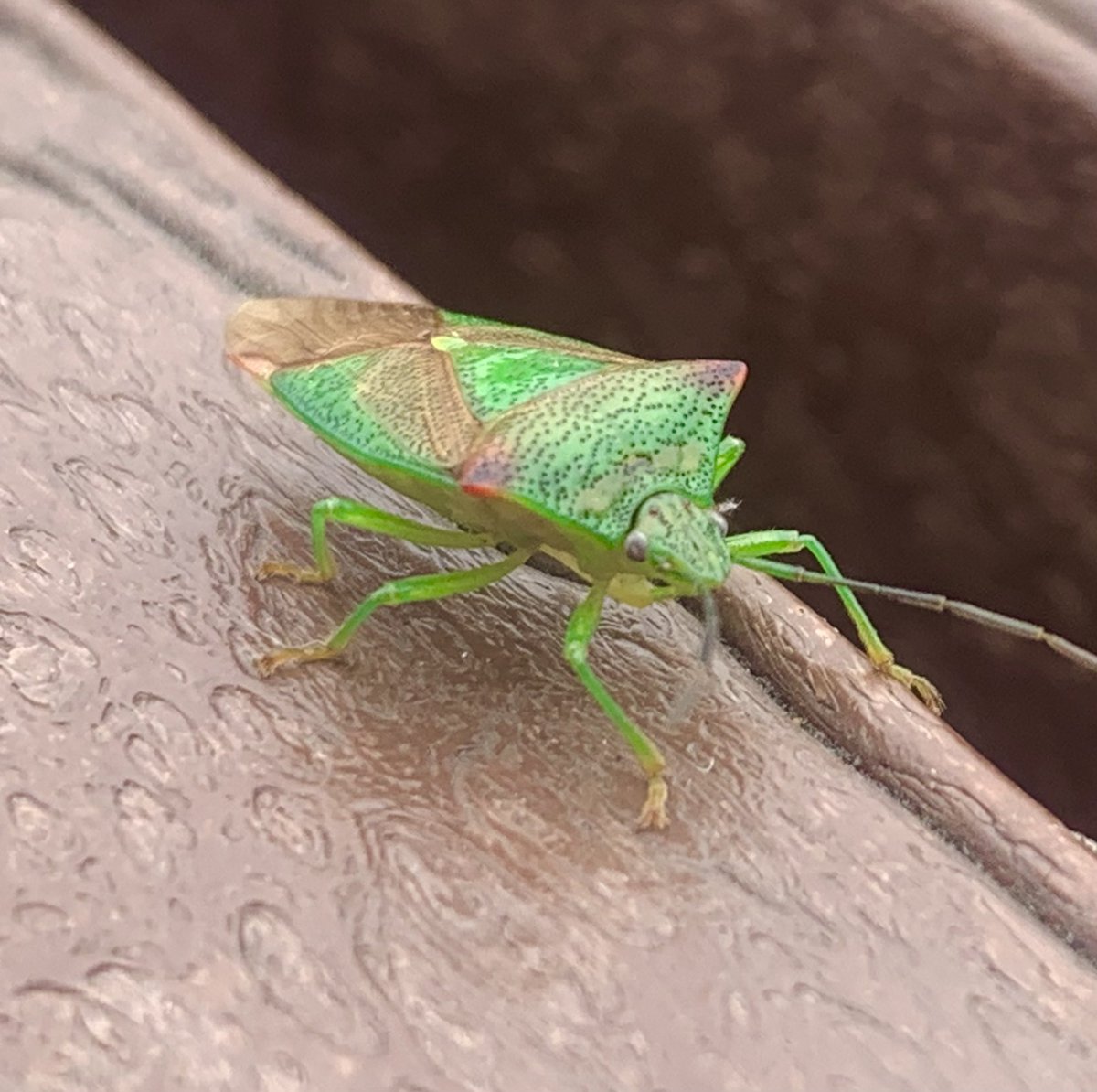 2016industrial's tweet image. I had a little mate sat with my whilst I had my coffee this morning. A colourful little chap he was too 🪲 #coffee #insect #beetle #colours