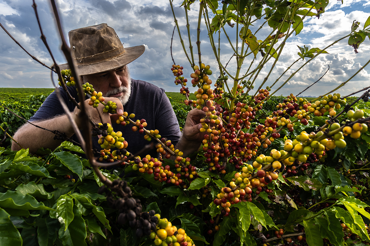 Staff are pleased to learn that Brazil is the world's largest coffee producer as we prepare for Brazil Week. Mark your calendar for June 29 - August 3.
#CMOMemphis #PlayfulLearning #EarlyChildhoodLearning #EarlyChildhoodDevelopment