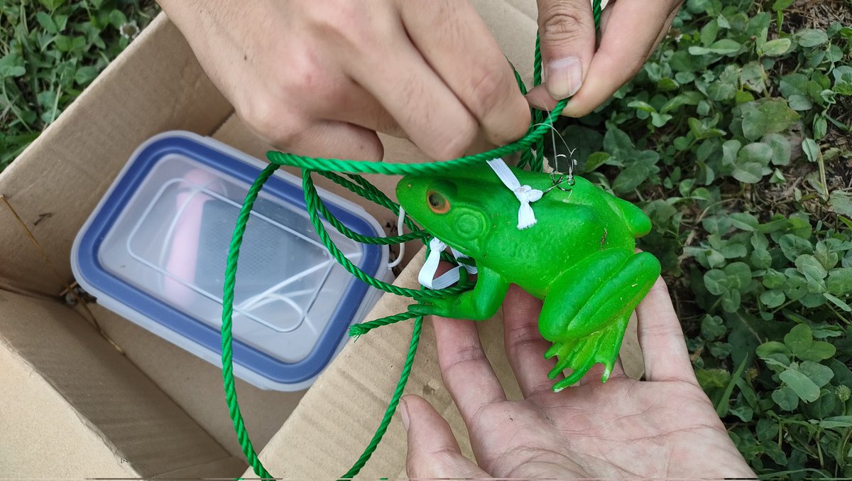 鬼才が生み出したウシガエルを寄せるための電動ウシガエル。防水のバイブレーションが仕込まれ、振動する。まだ捕獲実績はない。